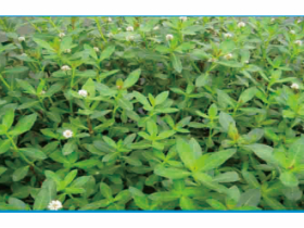 健康肥水、水草合理種植和養(yǎng)護(hù)