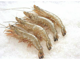 對(duì)蝦養(yǎng)殖過(guò)程中的管理要點(diǎn)（二）